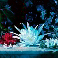 BLOOM INTENSE  100ml-212865 BLOOM INTENSE  100ml-212865 3